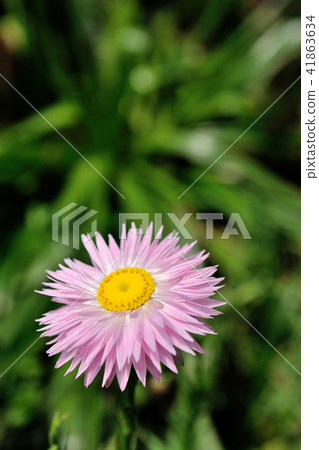 Garden, fragrant flowers 41863634