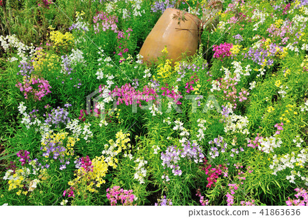 花園 芬芳的花朵 41863636