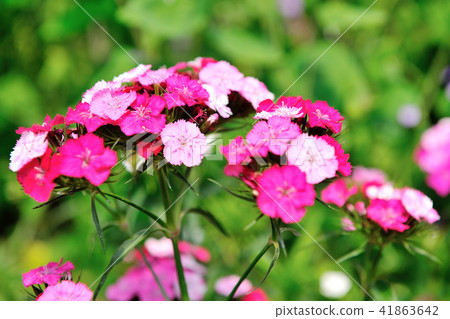 Garden, fragrant flowers, Dianthus 41863642