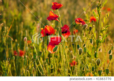 poppy flowers at sunset poppy flowers at sunset 41863770