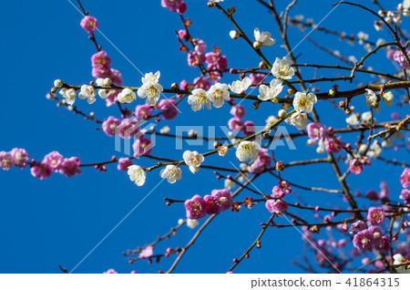 White and pink plum blossoms and sky background 41864315