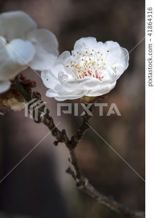 White plum blossoms closeup 41864316