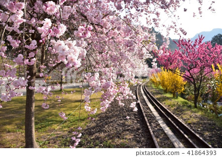 Yasuno Hananoeki Park in full bloom with cherry blossoms Hiroshima Former JR Kabe Line Yasuno Station Spring scenery 41864393