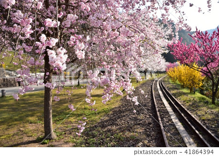 Yasuno Hananoeki Park in full bloom with cherry blossoms Hiroshima Former JR Kabe Line Yasuno Station Spring scenery 41864394