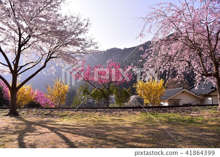 櫻花盛開的安野花之站公園 廣島 舊JR神戶線安野站 春天的景色 41864399