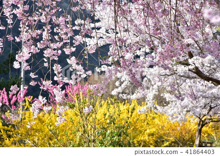 Anno flower station Park Hiroshima former JR Kabuto line Anno station Spring landscape 41864403