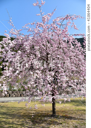 Anno flower station Park Hiroshima former JR Kabuto line Anno station Spring landscape 41864404