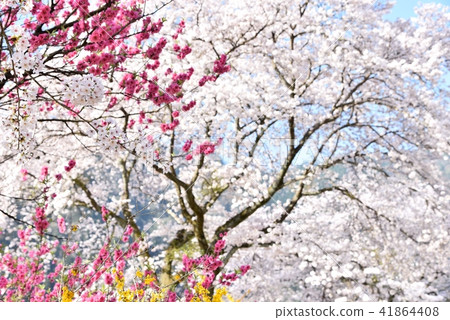 Yasuno Hananoeki Park in full bloom with cherry blossoms Hiroshima Former JR Kabe Line Yasuno Station Spring scenery Yasuno Hananoeki Park in full bloom with cherry blossoms Hiroshima Former JR Kabe Line Yasuno Station Spring scenery 41864408
