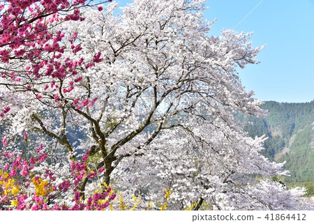 Yasuno Hananoeki Park in full bloom with cherry blossoms Hiroshima Former JR Kabe Line Yasuno Station Spring scenery 41864412