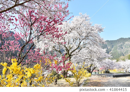 Yasuno Hananoeki Park in full bloom with cherry blossoms Hiroshima Former JR Kabe Line Yasuno Station Spring scenery 41864415