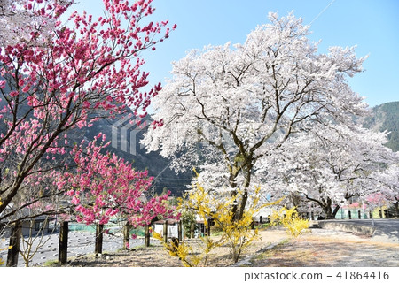 Yasuno Hananoeki Park in full bloom with cherry blossoms Hiroshima Former JR Kabe Line Yasuno Station Spring scenery 41864416