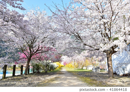 Yasuno Hananoeki Park in full bloom with cherry blossoms Hiroshima Former JR Kabe Line Yasuno Station Spring scenery 41864418