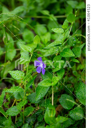 Periwinkle 41864523