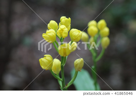 野花'野生Kinran'大阪府枚方市，Yamadakei公園 41865046
