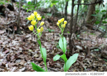 野花'野生Kinran'大阪府枚方市，Yamadakei公園 41865047