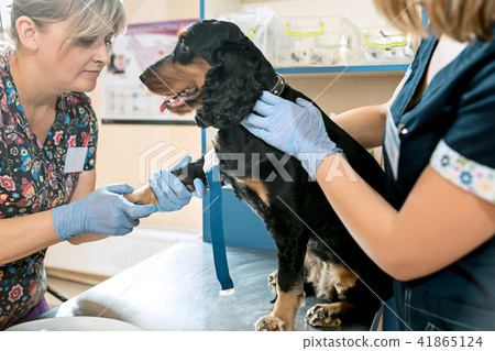 The medicine, pet care and people concept - dog and veterinarian doctor at vet clinic 41865124