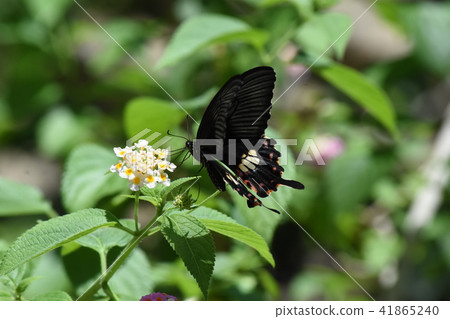 Growing greenhouse 41865240