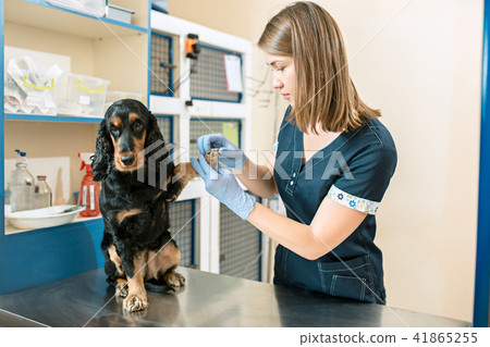 The medicine, pet care and people concept - dog and veterinarian doctor at vet clinic The medicine, pet care and people concept - dog and veterinarian doctor at vet clinic 41865255