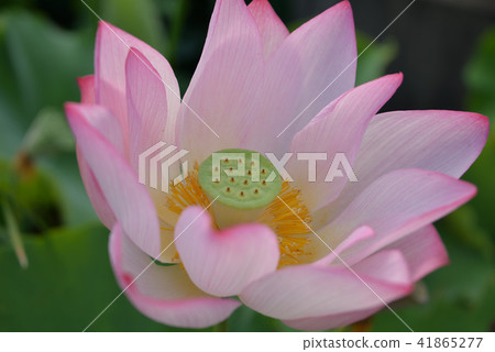 Lotus flower Lotus flower 41865277