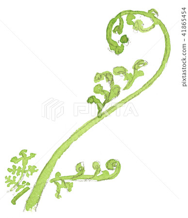 初夏綠色,蕨類植物的芽 初夏綠色,蕨類植物的芽 41865454