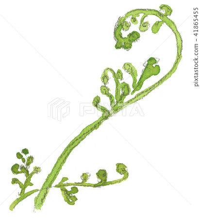 蕨植物新芽 41865455