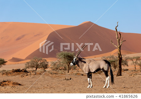 Gemsbok, Oryx gazella on dune, Namibia Wildlife 41865626