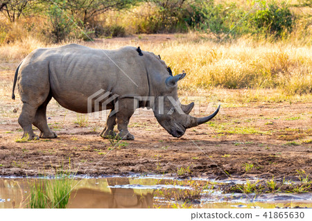White rhinoceros Pilanesberg, South Africa White rhinoceros Pilanesberg, South Africa 41865630