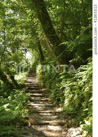 Trail in the forest 41865813