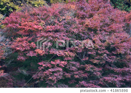 鹽原溫泉猩紅色懸索橋 41865898