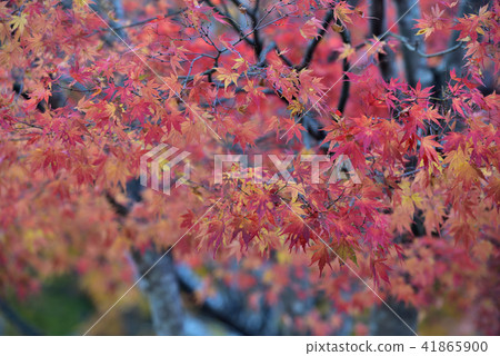 鹽原溫泉猩紅色懸索橋 41865900