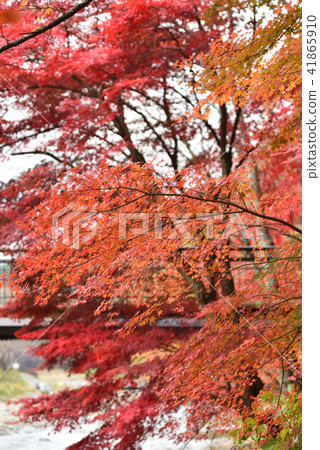 鹽原溫泉猩紅色懸索橋 鹽原溫泉猩紅色懸索橋 41865910