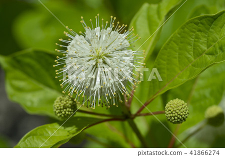 Flower of the valley tree 41866274