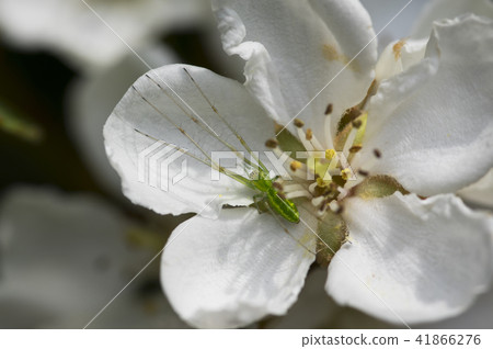 Urok Asakusagamugamo on the flower 41866276