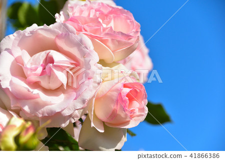 Rose blue sky 41866386