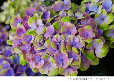 2018 Sapporo Onsen Hydrangea 2018 Sapporo Onsen Hydrangea 41866458