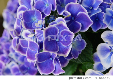 2018 Sapporo Onsen Hydrangea 2018 Sapporo Onsen Hydrangea 41866459