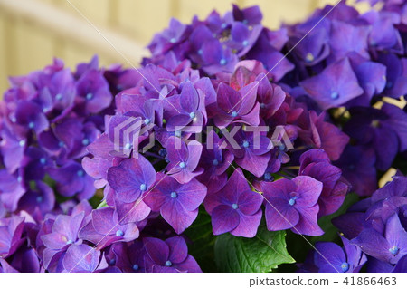 2018 Sapporo Onsen Hydrangea 2018 Sapporo Onsen Hydrangea 41866463