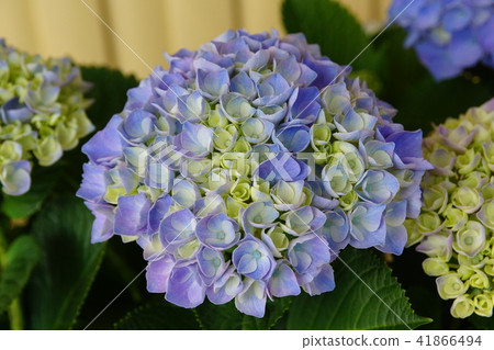 2018年札幌溫泉繡球花 2018年札幌溫泉繡球花 41866494