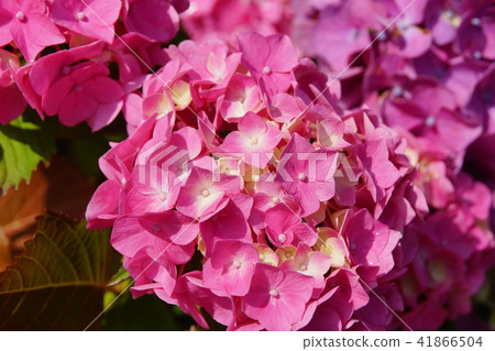 2018年札幌溫泉繡球花 41866504