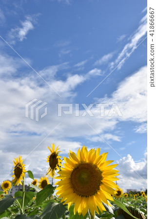 夏天的顏色 41866667