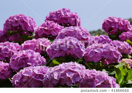 2018 Sapporo Onsen Hydrangea 2018 Sapporo Onsen Hydrangea 41866688