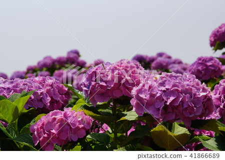 2018 Sapporo Onsen Hydrangea 2018 Sapporo Onsen Hydrangea 41866689