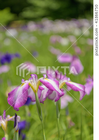 虹膜葡萄_001 虹膜葡萄_001 41866750
