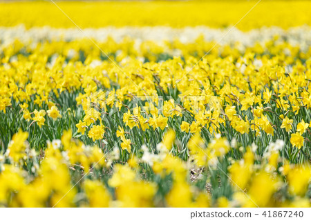 Narcissus Narcissus 41867240