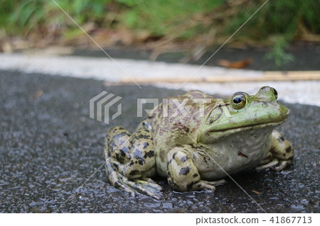 Bullfrock to stay on the road Edible frog Bullfrock to stay on the road Edible frog 41867713