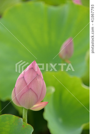 Lotus flower  41867793
