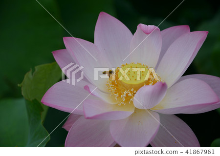 蓮花 蓮花 41867961
