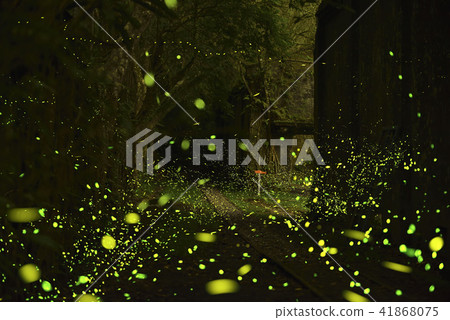 飛舞的螢火蟲 41868075