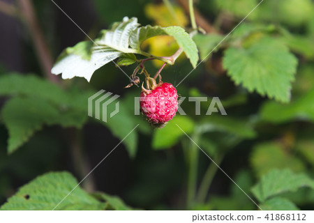 Raspberry on a branch with green leaves. Raspberry on a branch with green leaves. 41868112