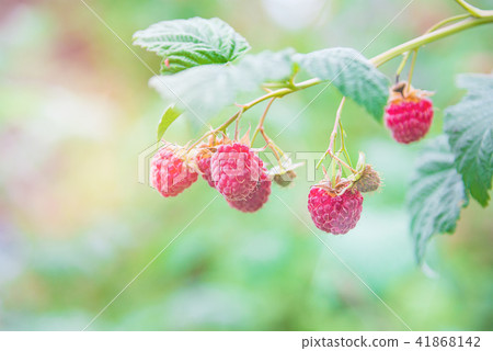 Raspberries on a branch with lens flare Raspberries on a branch with lens flare 41868142